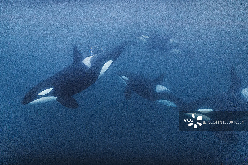 在海面下游动的虎鲸家庭图片素材