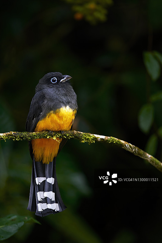 黑头咬鹃图片素材