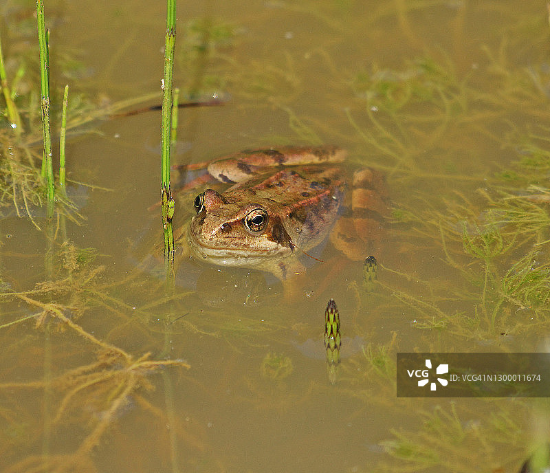 普通蛙图片素材