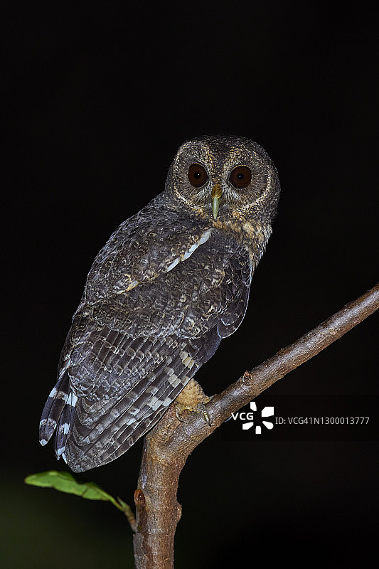 斑驳鸮图片素材