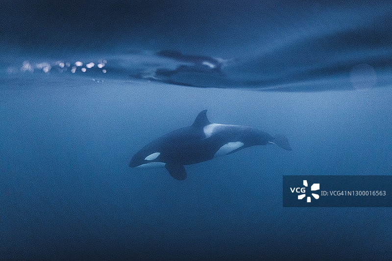 在海面下游泳的虎鲸图片素材