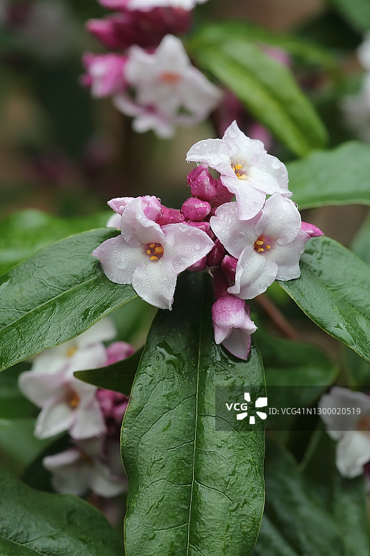 家庭庭院中的芬芳粉白瑞香花图片素材