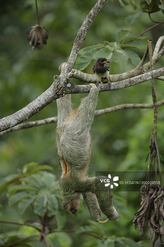 三趾树懒图片素材