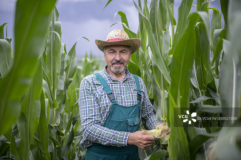 玉米农田里的年长农夫肖像图片素材