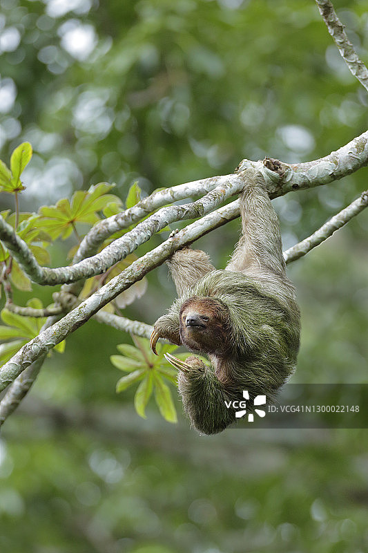 三趾树懒图片素材