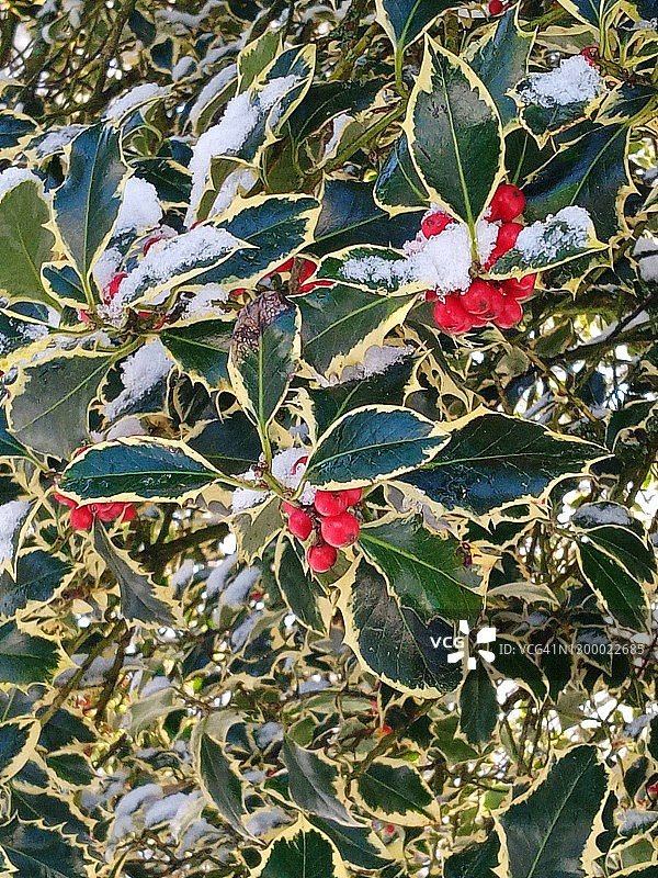 普通冬青图片素材