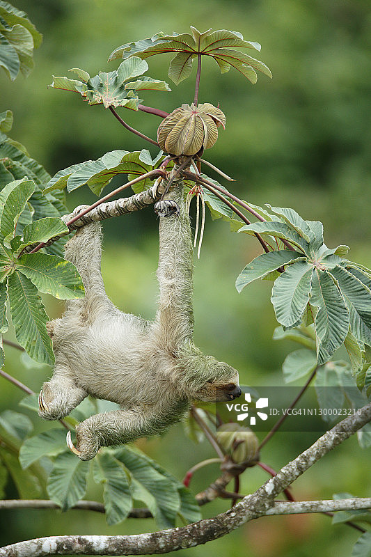 三趾树懒图片素材