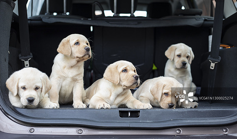 汽车后备箱里的小狗图片素材