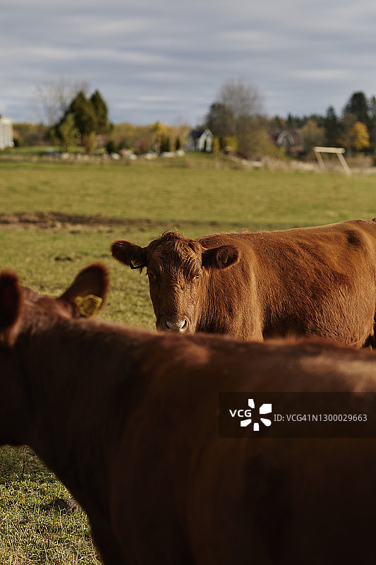 牧场上的两头家牛图片素材