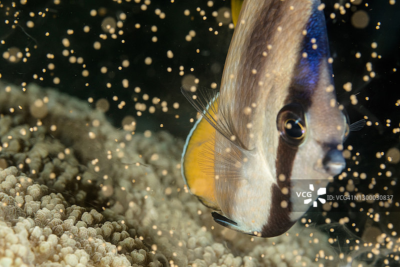 珊瑚产卵期间的蝴蝶鱼图片素材