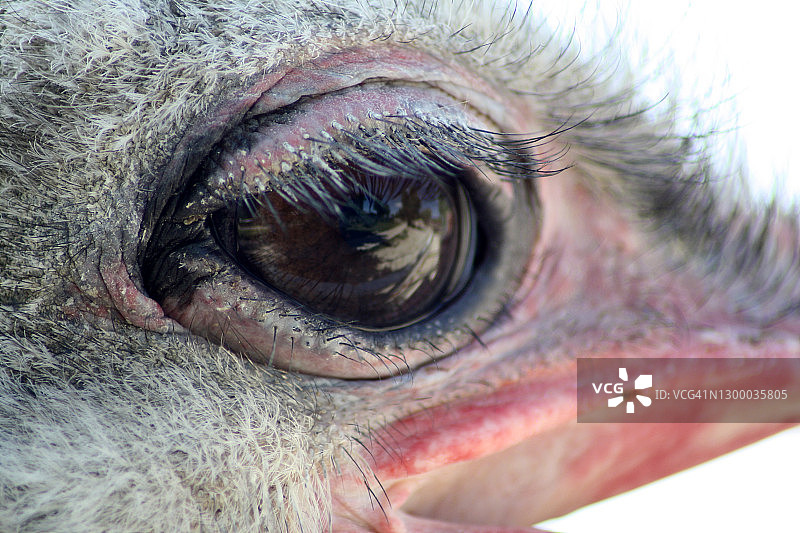 鸵鸟细节图片素材