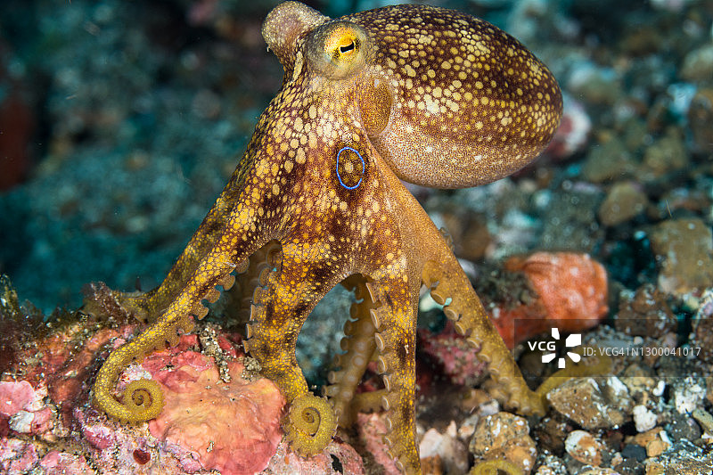 Mototi蓝环章鱼(Octopus mototi)图片素材