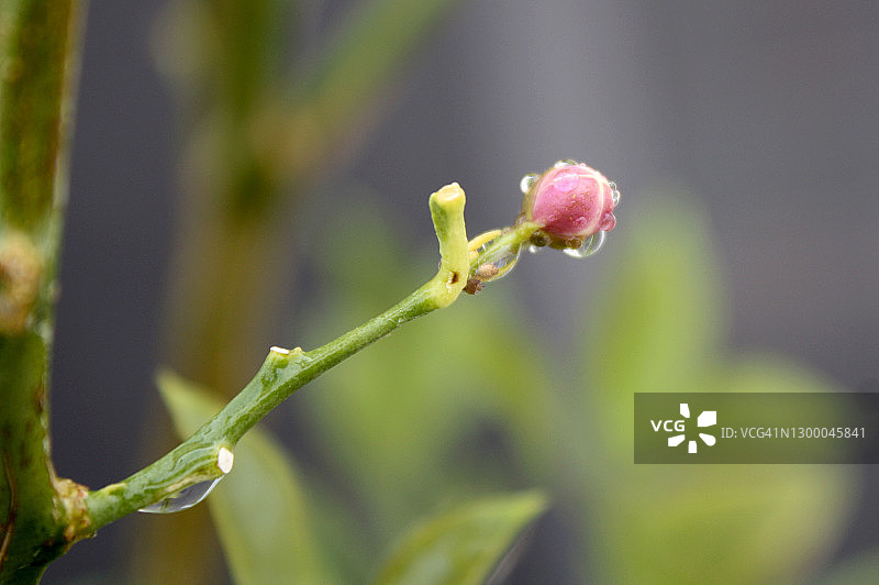 雨后的玫瑰花蕾和蚜虫图片素材