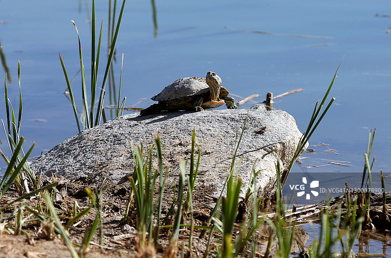 野生动物：常见滑块图片素材