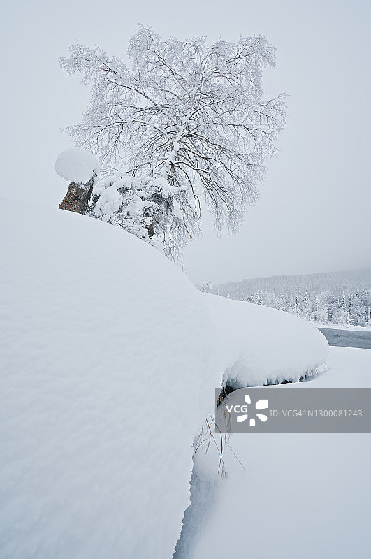 冬天的树图片素材