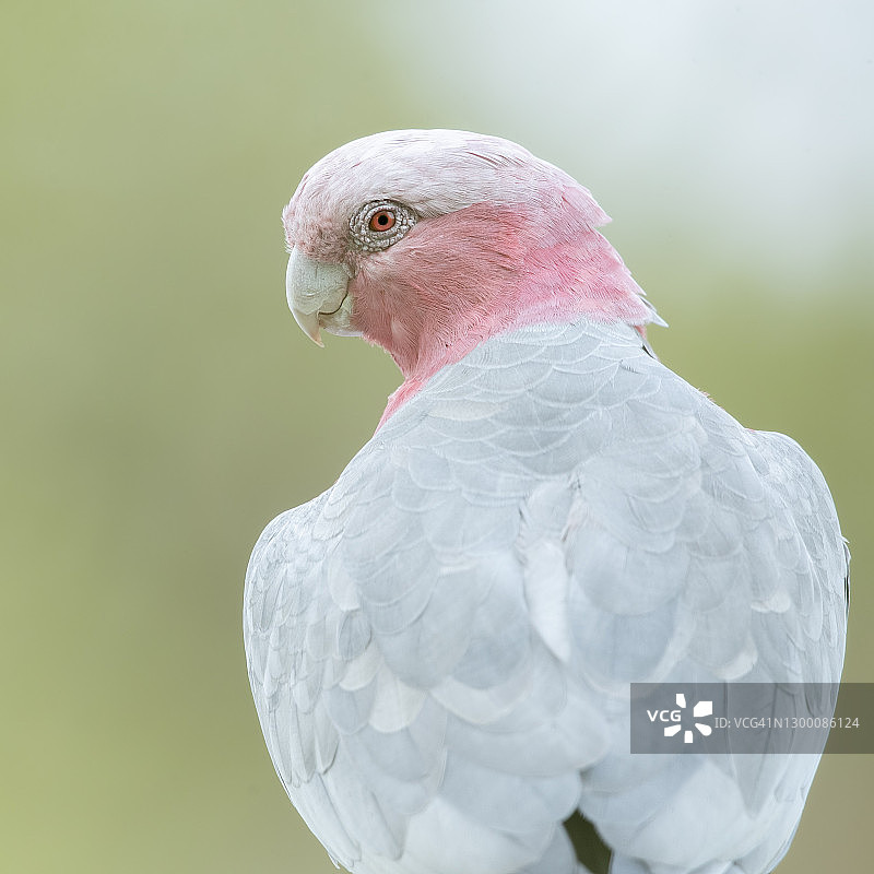 红葵微笑图片素材