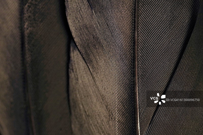 黑色羽毛特写图片素材