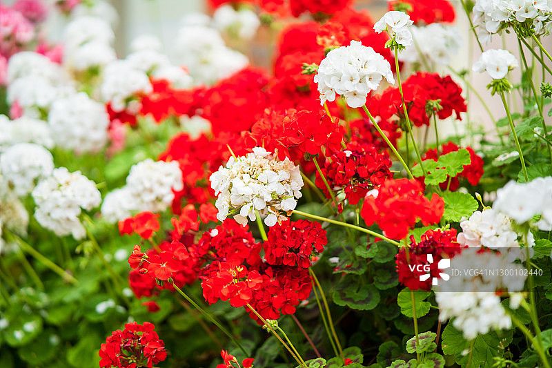 自然之美图片素材