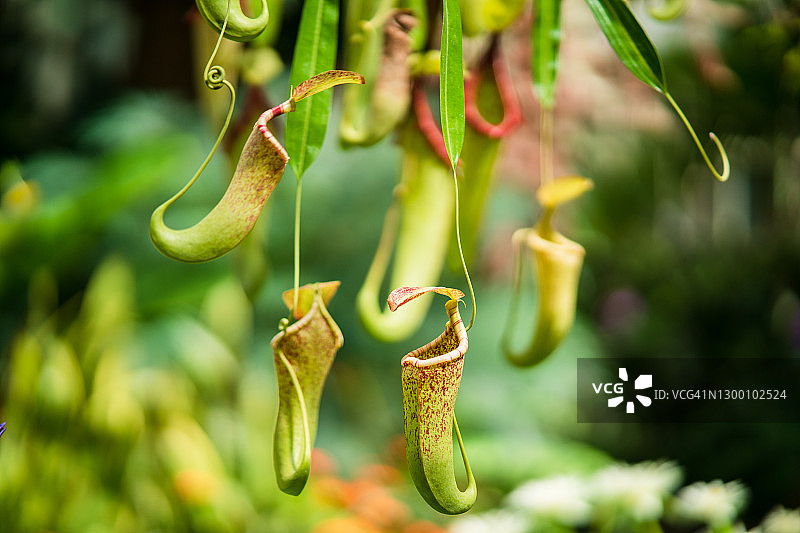 一株奇妙的猪笼草。图片素材