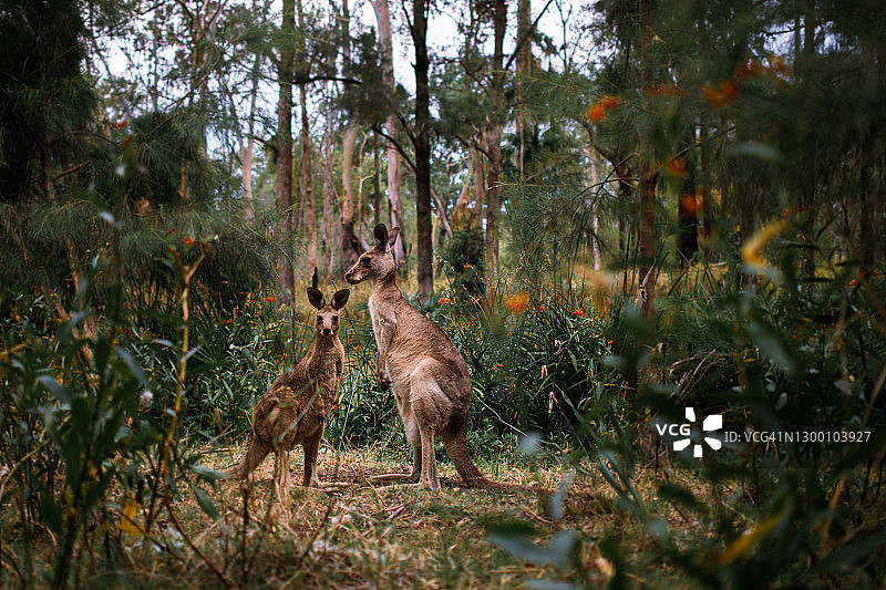 袋鼠妈妈在灌木丛中给幼崽喂食图片素材