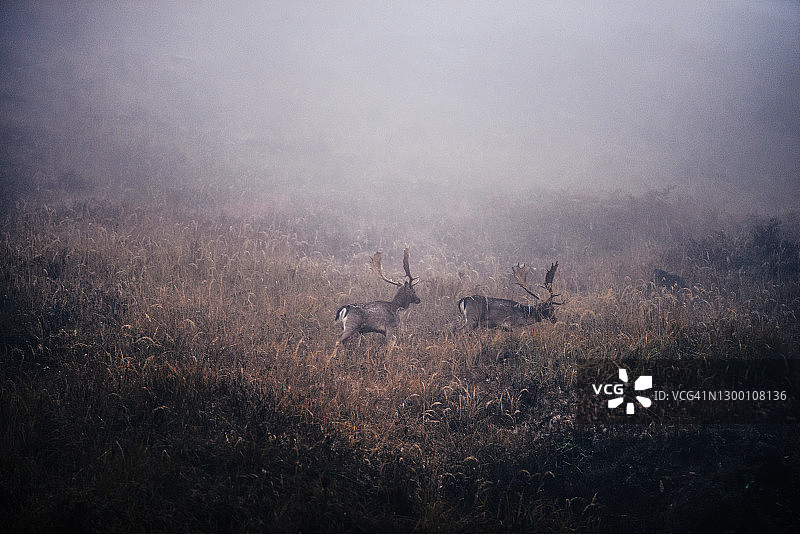 寻找食物的野生鹿。动物生活方式图片素材