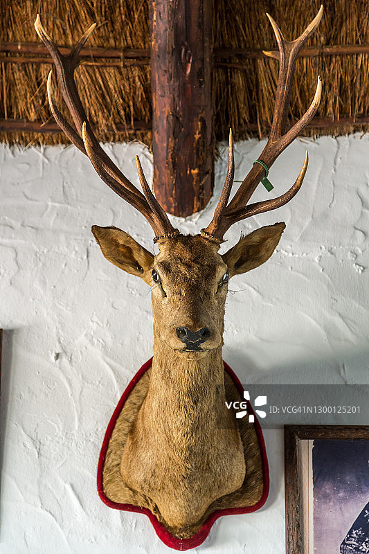 雄鹿标本头部图片素材