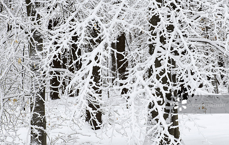 覆盖着白雪的奇异树枝图片素材