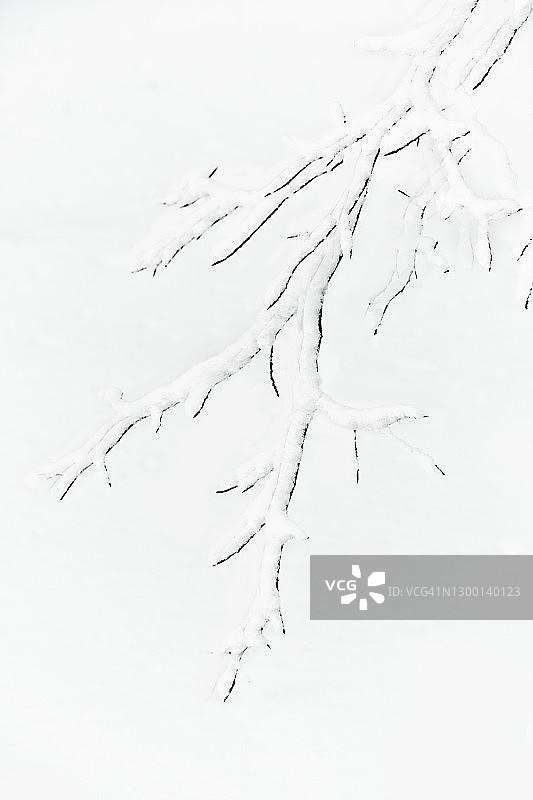 宾夕法尼亚州暴风雪后白雪覆盖的树枝图片素材