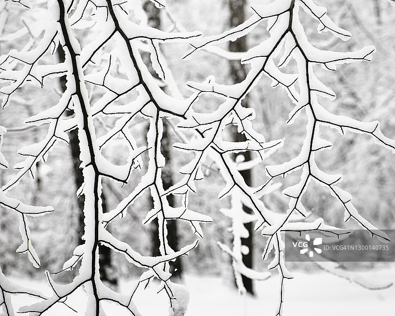 宾夕法尼亚州暴风雪后树木上覆盖的美丽雪景图片素材