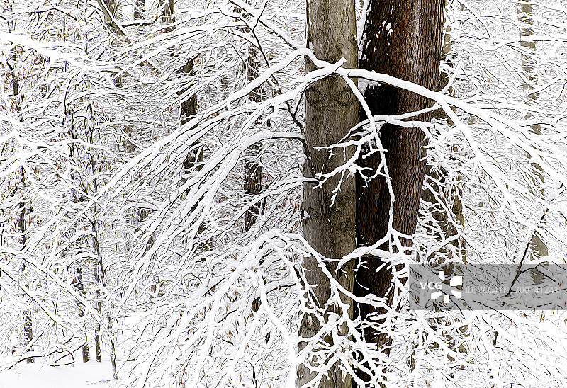 宾夕法尼亚州覆雪树枝的优雅树木图片素材