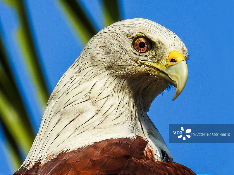 栗鸢（Haliastur indus）图片素材