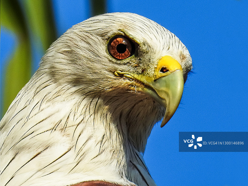 栗鸢（Haliastur indus）图片素材