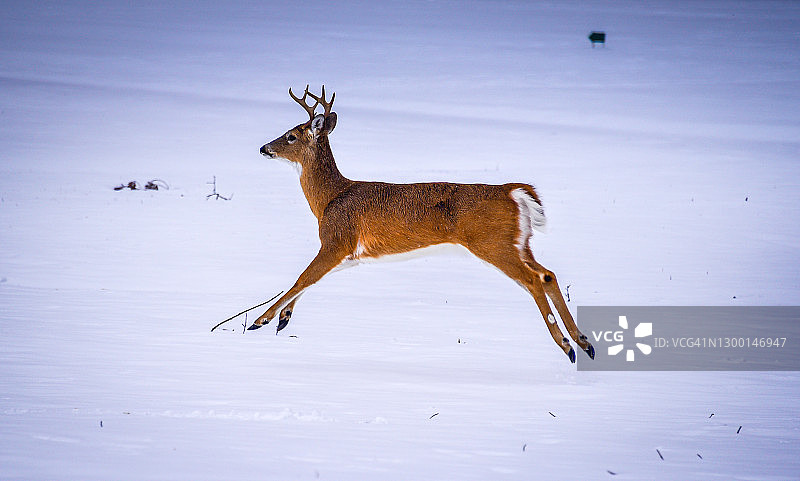在弗吉尼亚州北部冬季景观中奔跑的白尾雄鹿图片素材