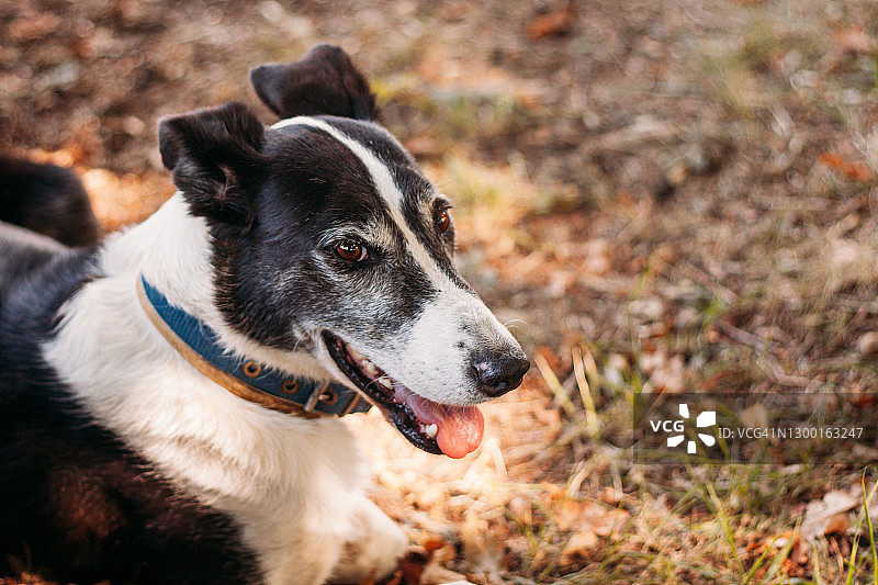 在地上快乐玩耍的老龄犬图片素材