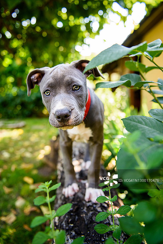 探索中的小狗图片素材