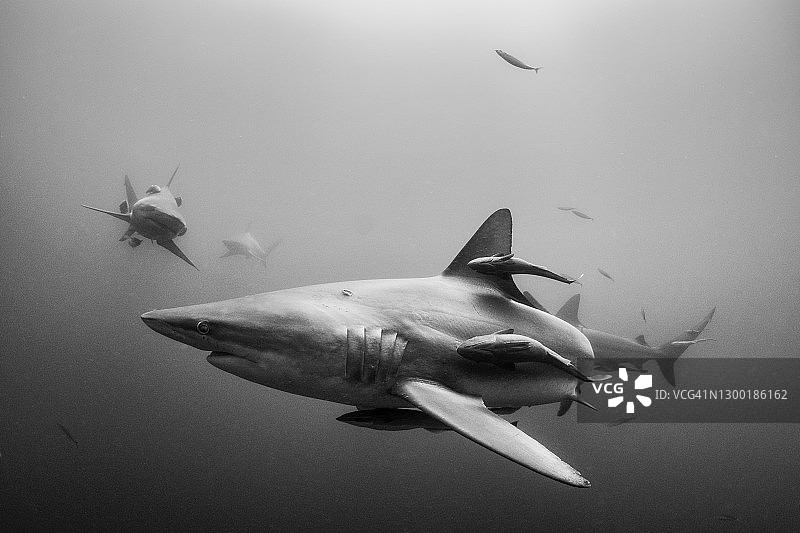 黑鳍鲨图片素材