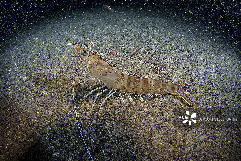 马氏万赞虾图片素材