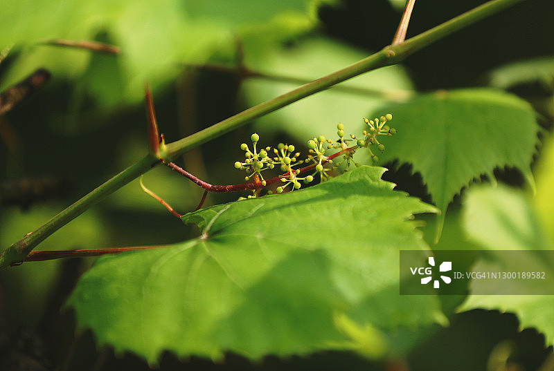 新鲜绿色葡萄叶和微小葡萄的完整画面图片素材