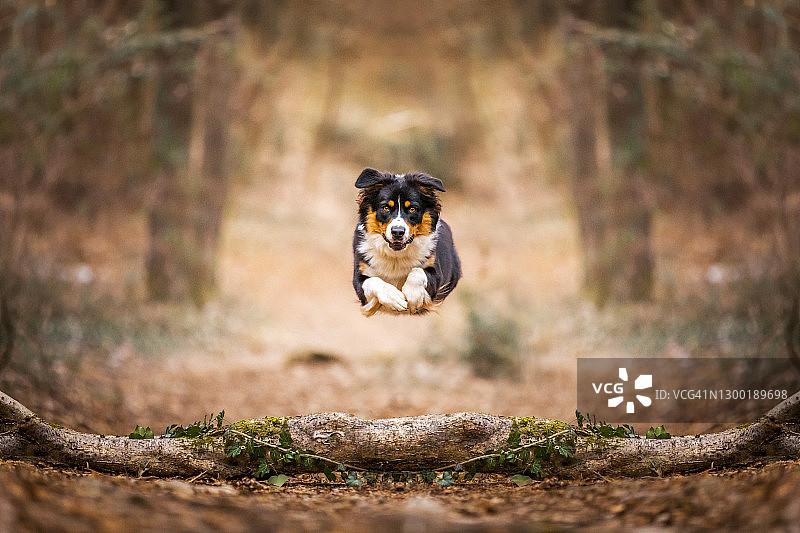 在森林的树干上“飞跃”的澳大利亚牧羊犬，意大利伦巴第莱科图片素材