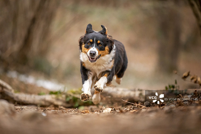 在意大利伦巴第莱科森林中奔跑的澳大利亚牧羊犬图片素材