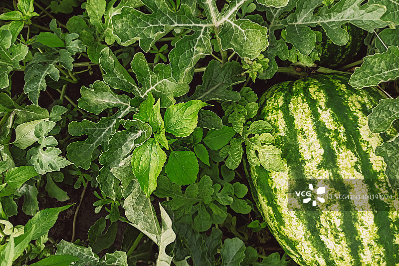 成熟西瓜的绿色瓜皮图片素材