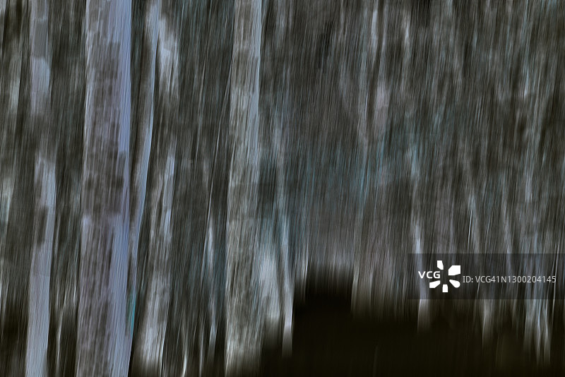 黑暗森林图片素材