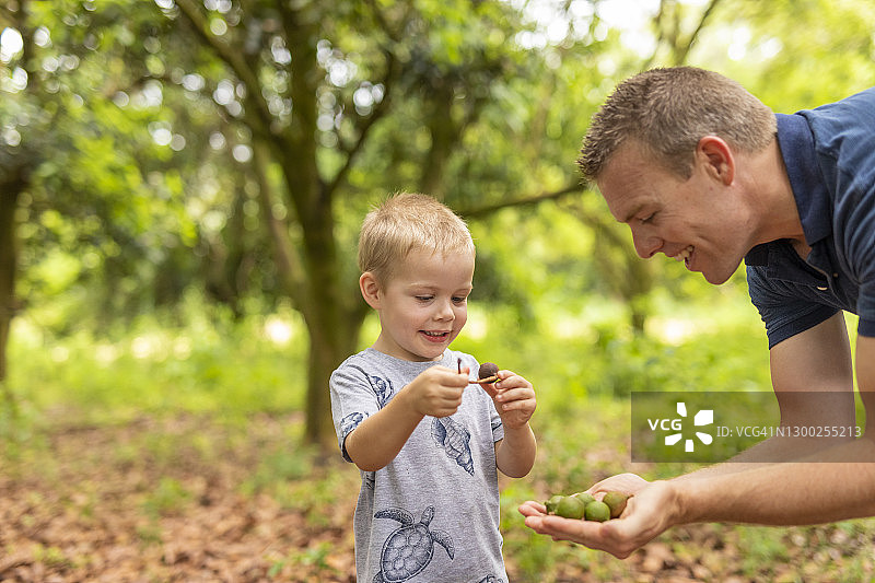 和父亲一起采摘坚果的男孩图片素材