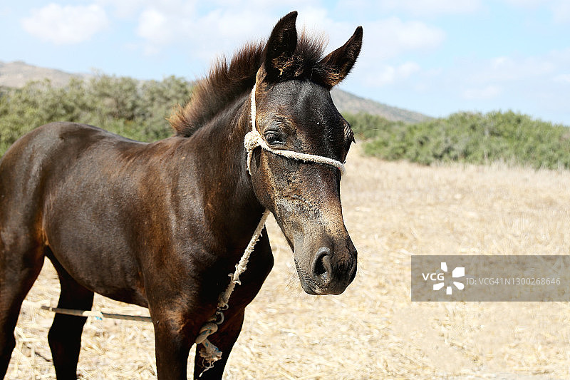 拴在贫瘠草地上的温顺小马图片素材