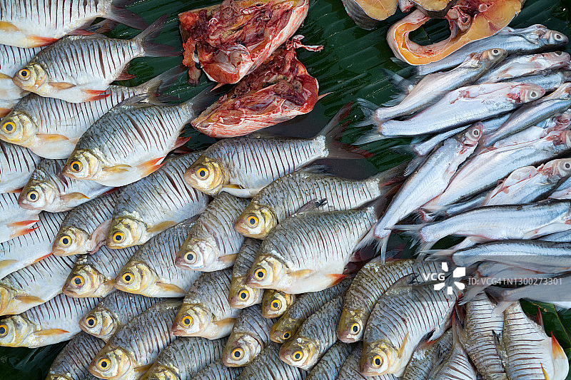 鱼店出售的各种小鱼图片素材