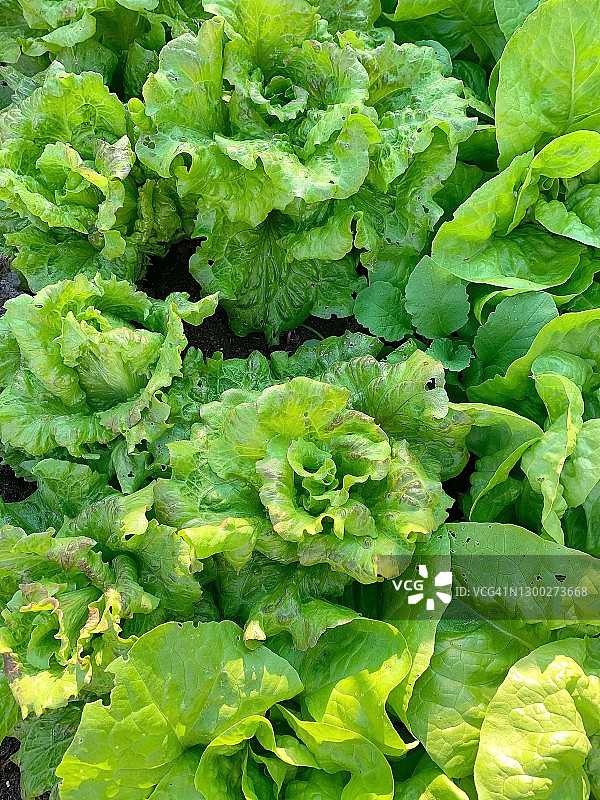 花园里生长的绿色生菜俯视图图片素材