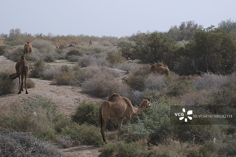 在以色列死海附近的开阔地带吃草的骆驼图片素材