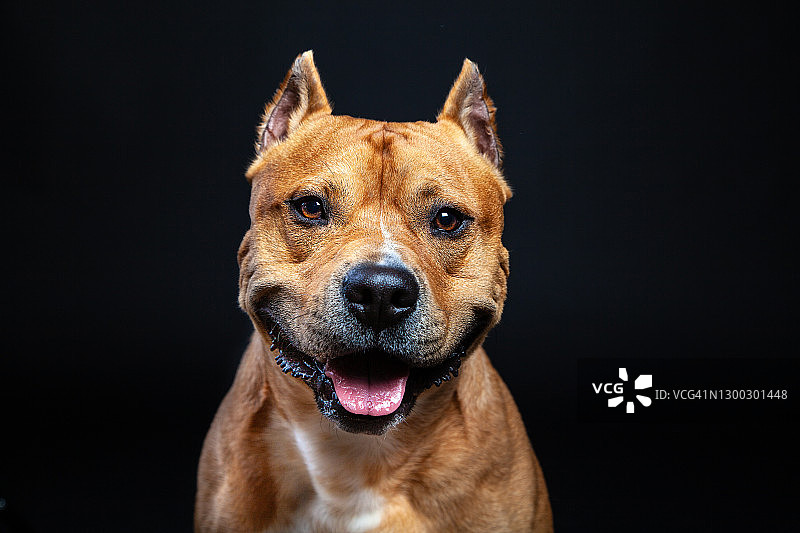 看着镜头的美国斯塔福梗犬图片素材