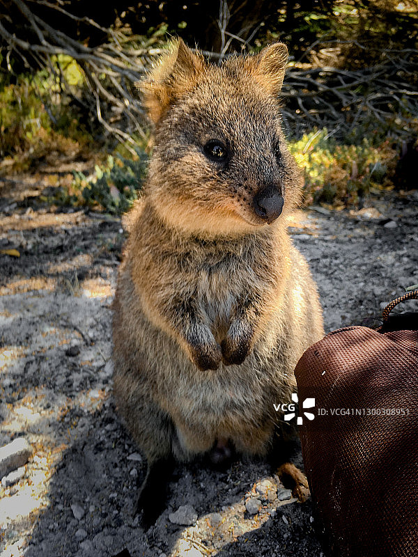 罗特尼斯岛野生短尾矮袋鼠特写图片素材