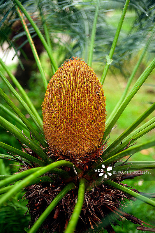 暹罗苏铁的花朵，苏铁科，黄色棕榈，绿色叶子图片素材